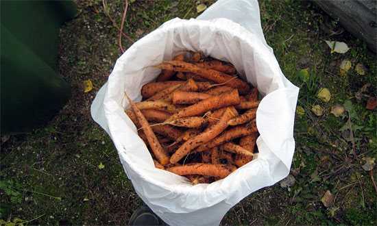 Подробно о том, как хранить морковь в погребе зимой в мешках из-под сахара