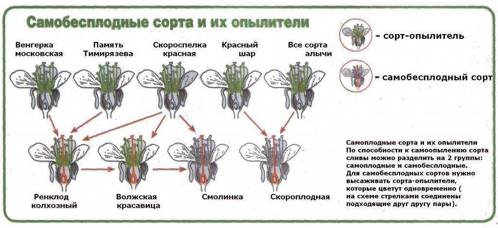 Описание и характеристики черешни сорта ленинградская черная, выращивание и уход