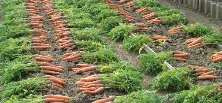 Обзор лучших сортов моркови для открытого грунта