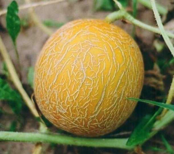 Дыня оранжевая внутри: почему мякоть таким цветом, название и описание сортов