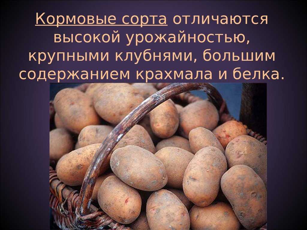 Сорта картофеля - более 20 популярных сортов с описанием