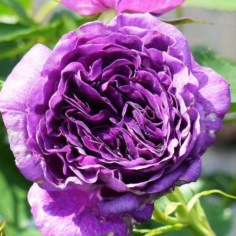 Фиолетовые розы: что означают, описание сортов с фото, основные правила выращивания и ухода