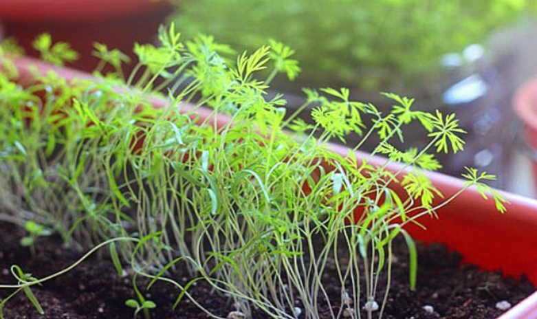 Как быстро прорастить семена укропа и чем их обработать, чтобы ускорить всхожесть зелени