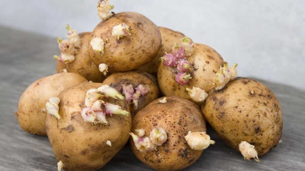Зеленеет картошка: почему это происходит, опасно ли есть такие клубни, можно ли их сажать?