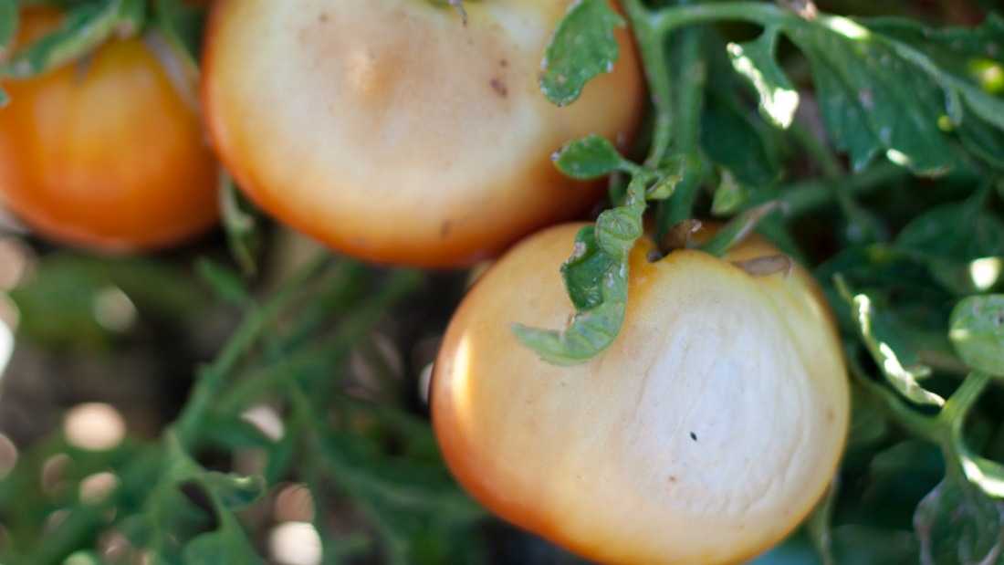 Почему чернеют помидоры: на кусте и стебле, почему это происходит, как предотвратить, меры профилактики, эффективные методы лечения