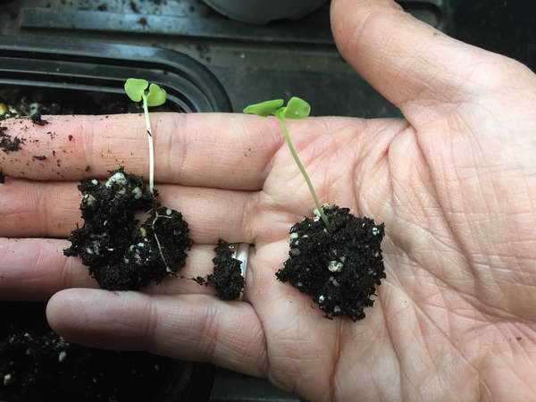 Базилик овощной фиолетовый: выращивание из семян разных сортов, посадка и уход