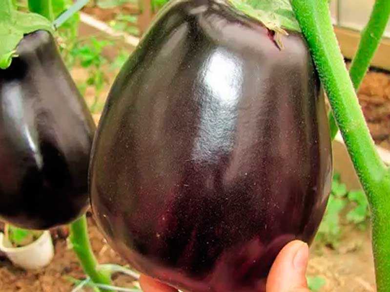 Описание и выращивание баклажанов сорта черный принц | sadsuper.ru