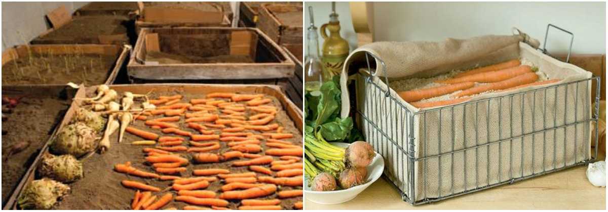 Лайфхак для огородника: как хранить морковь в погребе зимой в мешках из-под сахара