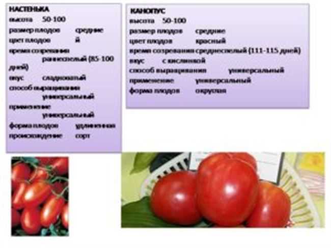 Томат спасская башня f1: отзывы дачников, характеристика сорта, его урожайность и фото кустов и выросших помидоров