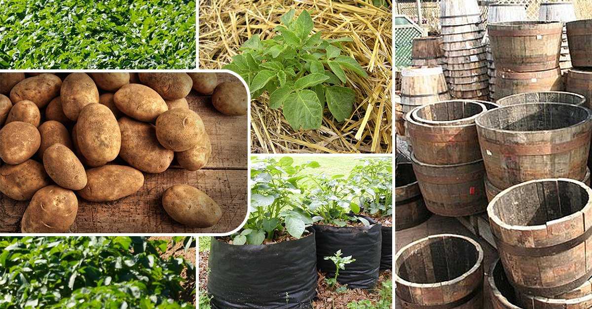 Правила выращивания картофеля в мешках: технология посадки и ухода