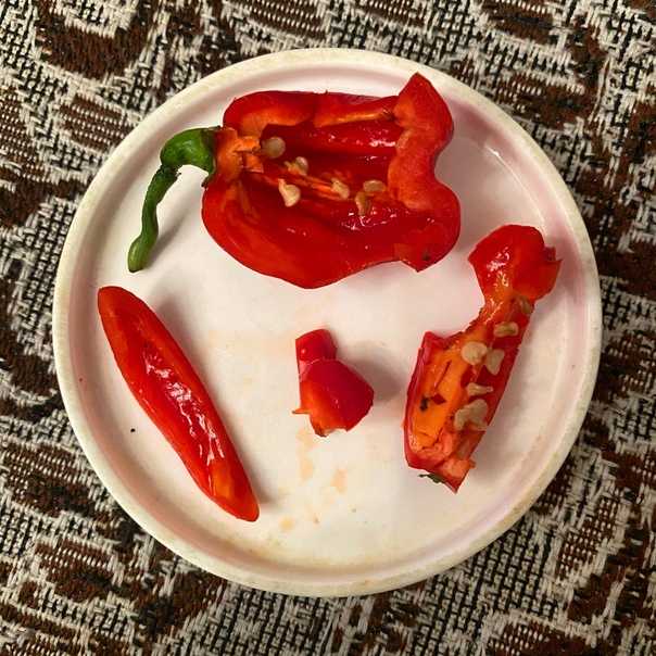 Перец хабанеро - выращивание дома, вкус и острота, отзывы с фото