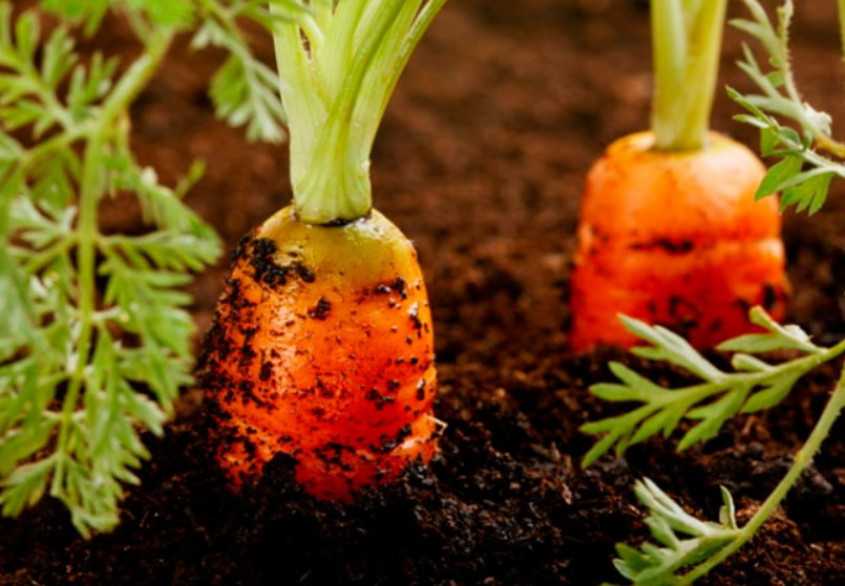 Описание, характеристика и особенности выращивания сорта моркови самсон