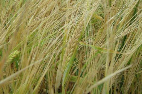 Сорта озимой пшеницы: описание и характеристики 10 лучших, плюсы и минусы