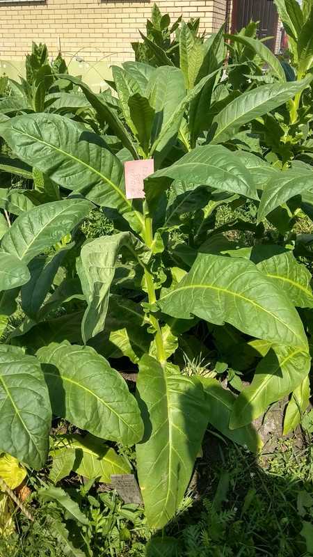 Табак «гавана»: описание и выращивание - ваши цветы