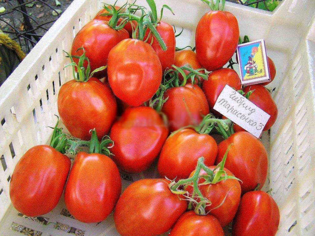 Томат государь f1: характеристика и описание сорта, фото помидоров, отзывы об урожайности растения
