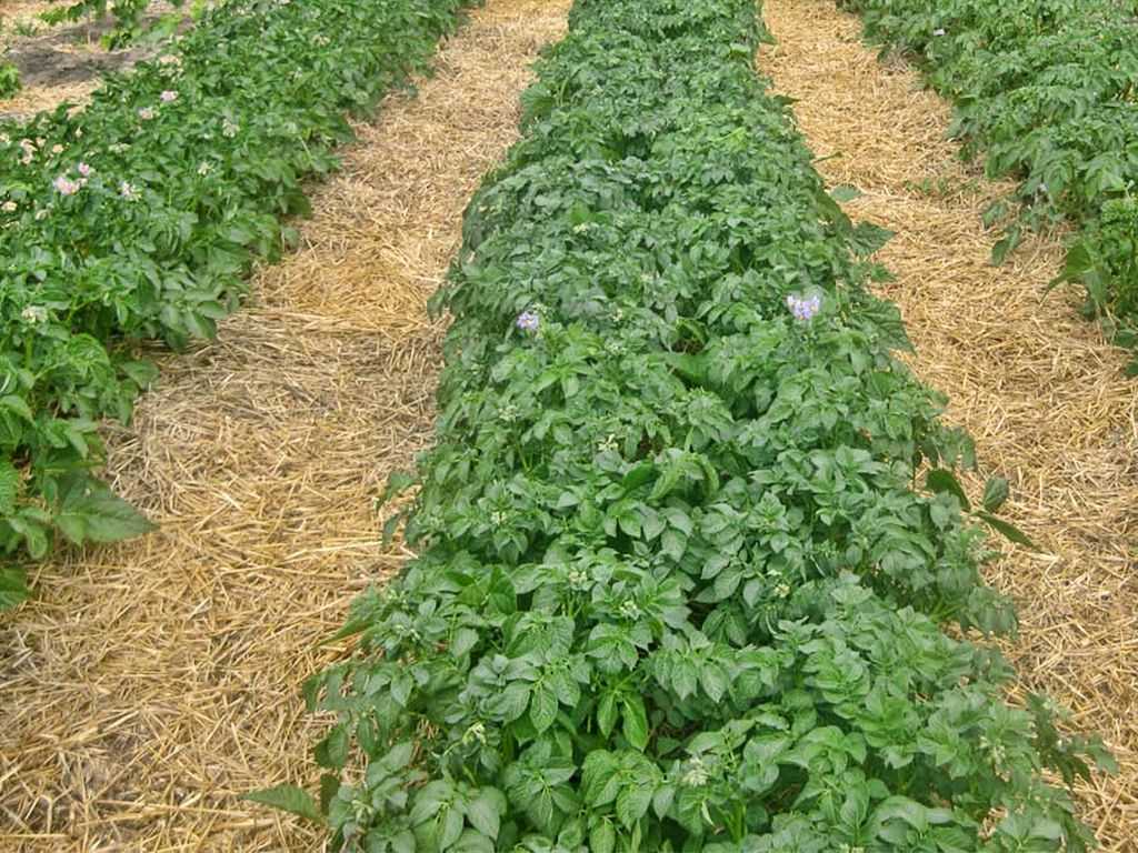 Метод миттлайдера для картофеля: от посадки до сбора урожая