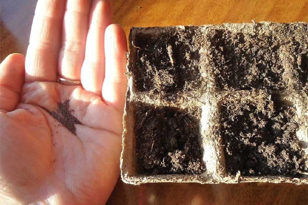 Как собрать семена петунии своими руками (фото и видео советы)