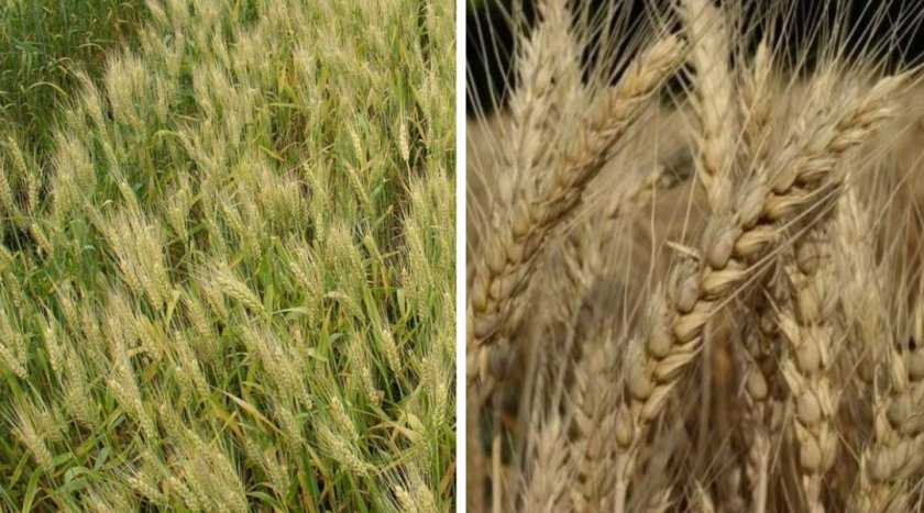 Описание и характеристики озимой пшеницы сорта граф