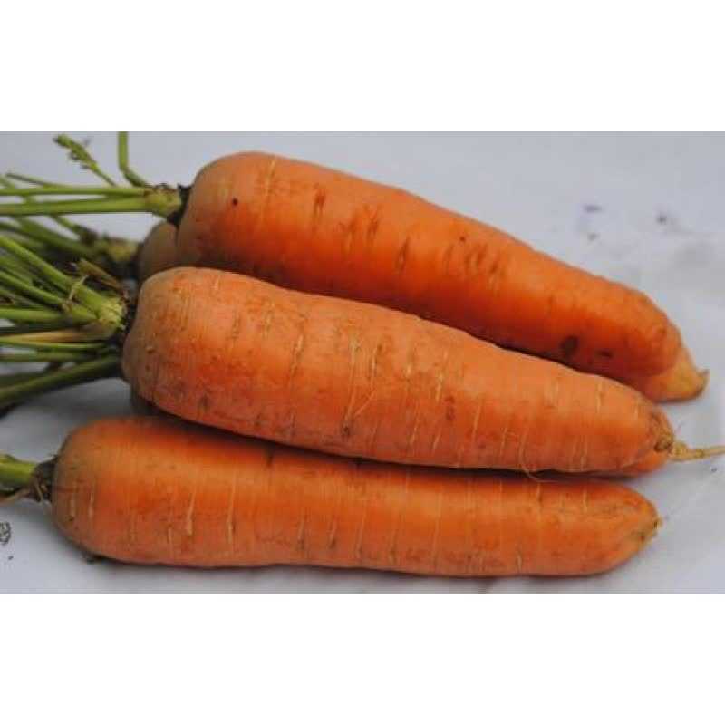 Морковь шантане — неприхотливый и высокоурожайный сорт