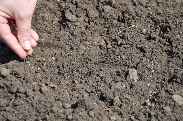 Секреты выращивания укропа: какую почву любит растение и насколько это важно?
