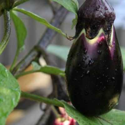 Сорт баклажан черный принц, описание, характеристика и отзывы, а также особенности выращивания