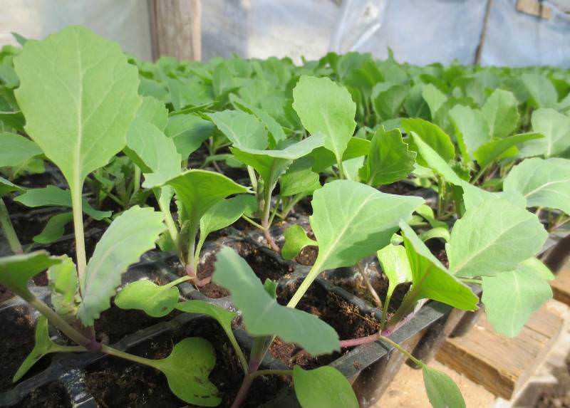 Выращивание брокколи: особенности посадки и ухода в открытом грунте