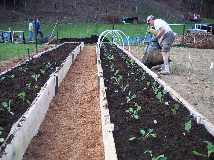 Как выращивать чеснок в домашних условиях на продажу – пошаговый план, советы | садоводство и огородничество
