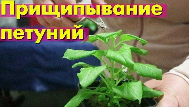 Как правильно прищипнуть петунию для обильного цветения: пошагово с фото и видео