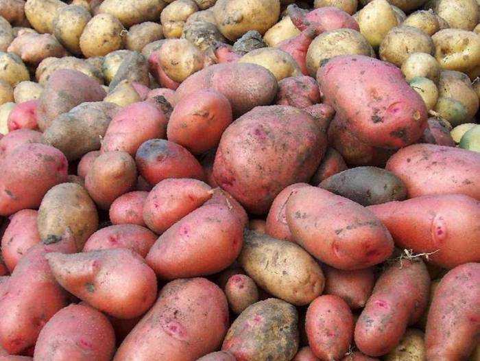 Самые рассыпчатые сорта картофеля. классификация картофеля по цвету кожуры и мякоти | дачная жизнь