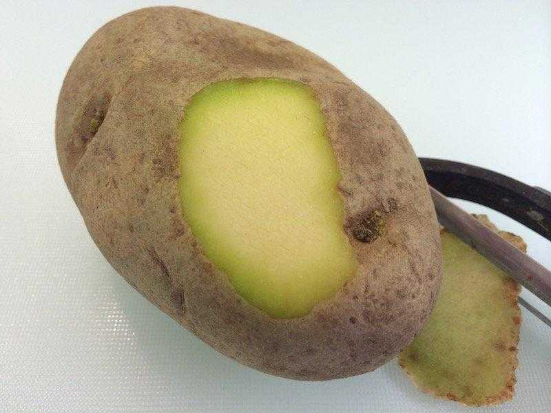 Яд солонин в картофеле – чем он опасен для человека отравление.ру