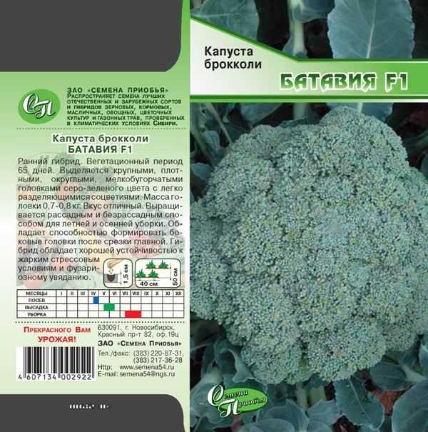 Капуста бокколи: описание, выращивание в открытом грунте