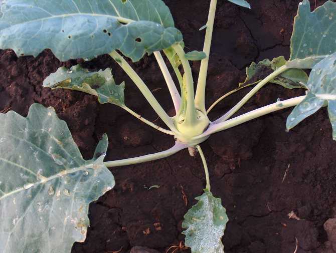 Как вырастить на своем участке необычную капусту — кольраби