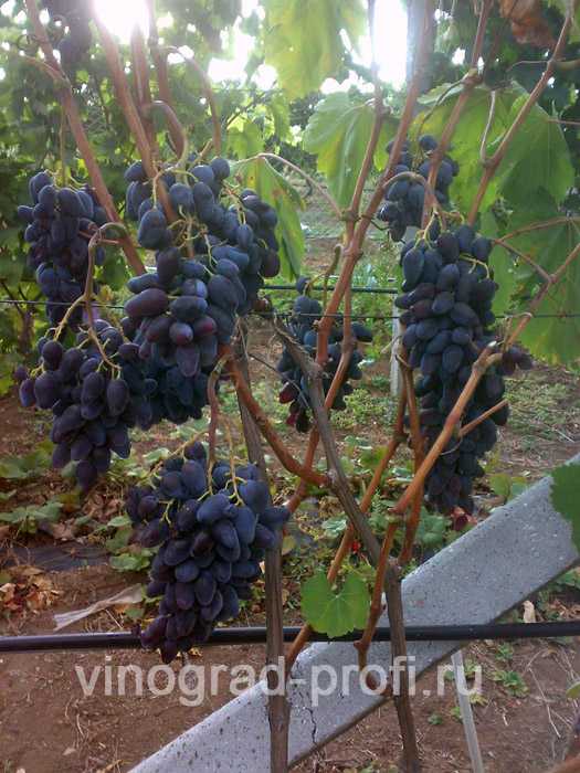 Особенности и преимущества винограда для беседки. лучшие сорта для высокого урожая