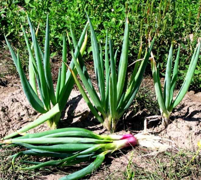 Как выглядит лук алтайский и как его выращивать?
