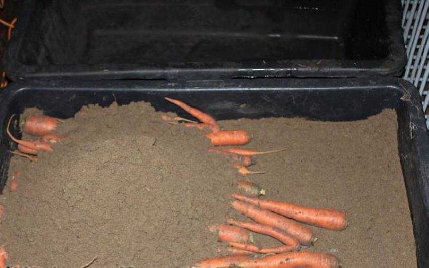 Как хранить морковь в квартире. Хранение моркови в песке. Ящик для хранения моркови в песке. Хранение моркови в песке на зиму. Хранение моркови в песке в погребе.