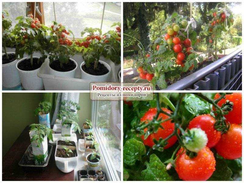 Нужно ли пасынковать помидоры черри: правила выращивания и ухода, формирование видов и сортов с фото, схема полива
