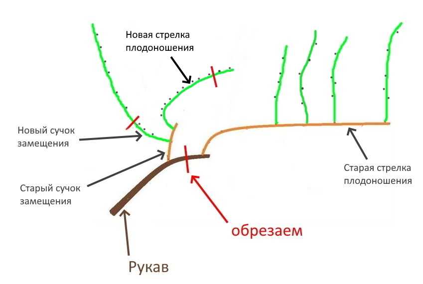 Обрезка винограда летом для начинающих в картинках пошагово в июне