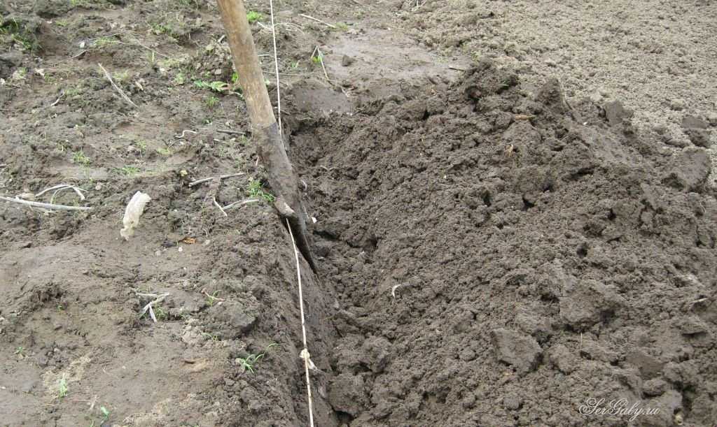 Почва для посадки картофеля весной. Подготовка почвы для картофеля. РН грунта для картофеля. Подготовка почвы к посадке картофеля. Картошка в грунте.