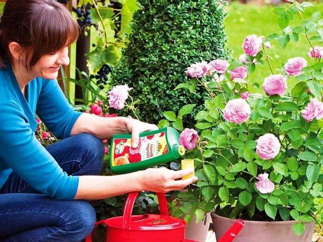Подкормка роз для обильного цветения, какие удобрения лучше?