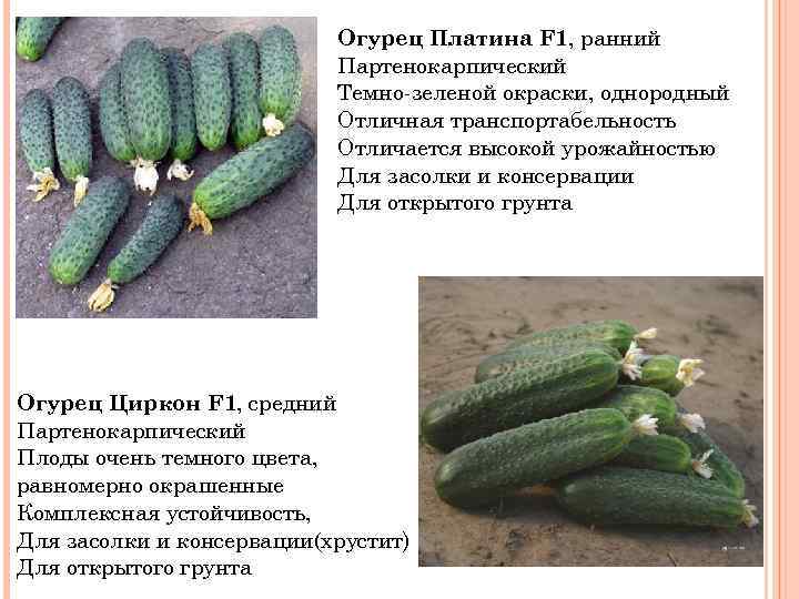 Что такое партенокарпический сорт огурцов: история, свойства, особенности агротехники + 15 лучших разновидностей гибрида