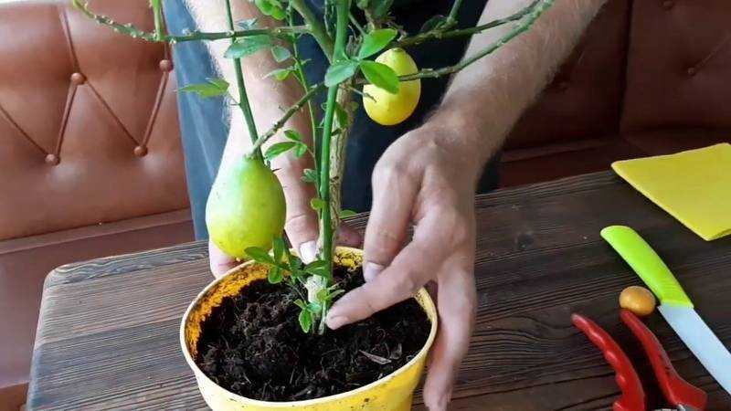 Пересадка лимона: зачем нужна, как правильно пересадить - агро мастер