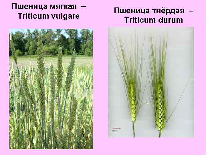 Твердые сорта пшеницы: описание сортов, польза и вред