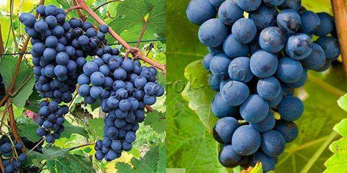 Виноград на кубани, как выращивать. посадка винограда на участке | дачная жизнь