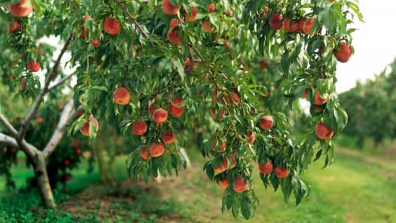 Уход за персиком: правила полива и подкормки, лучшие удобрения, борьба с вредителями