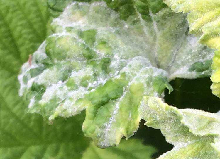 Белый налет на листьях смородины: причины и лечение болезни