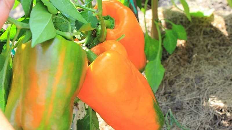 Перец биг герл: выращивание в теплице, отзывы, урожайность + фото куста