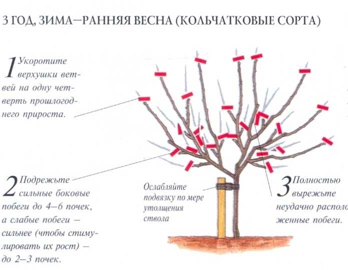Схема обрезки деревьев весной для начинающих