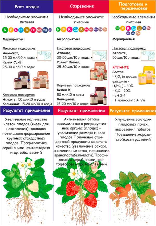 Правильная подкормка тыквы: чем подкармливать и когда вносить удобрение