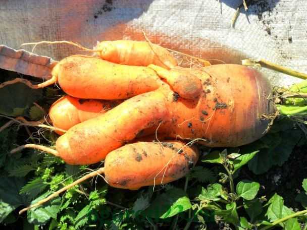 Морковь выросла корявая и с рожками, что сделать, чтобы избежать проблем при следующей посадке