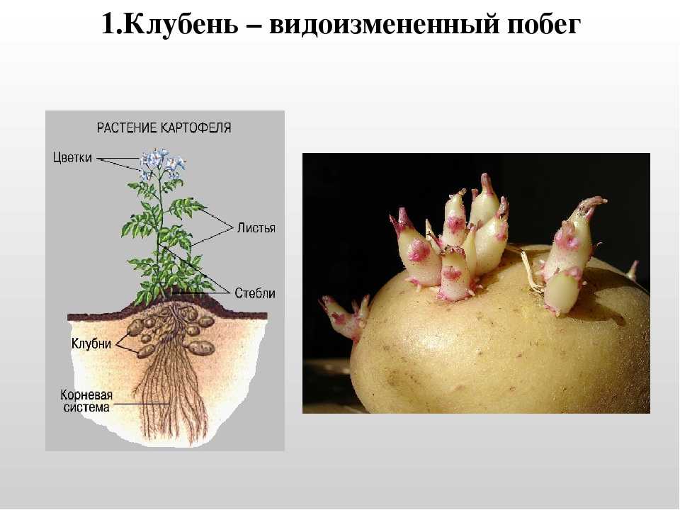Что такое клубень картофеля: ботаническое описание, развитие и применение
